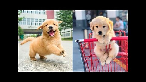Baby Dogs - Funny Dog Videos | cute dog compilation Animals