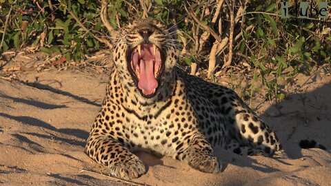 Male Leopard Roaring