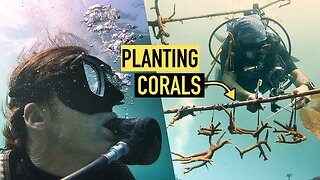 PLANTING CORALS | A story about Saving the Coral Reef