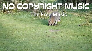 BeBop for Joey - Copyright Free Comedy Music Download
