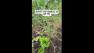 garlic 2 months in