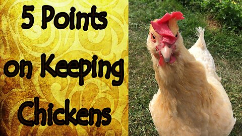 5 Points on Keeping Chickens