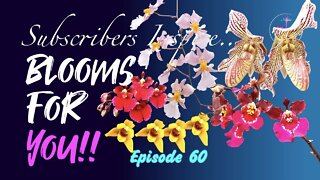 SUBSCRIBERS INSPIRE| You color my life | Blooms for YOU! Episode 60 🌸🌺🌼💐#Orchids #OrchidsinBloom