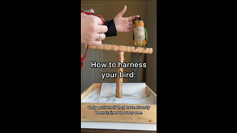 How to place the harness on your bird