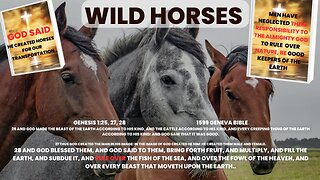 Pt 1 Edited Wild Horses, Men Neglected Their Responsibility To The Horses w/PG