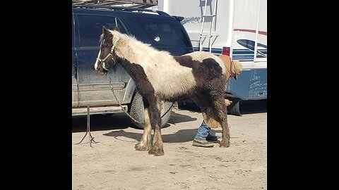 10 month old Gypsy Vanner learning to stand for the farrier 20 March 2023