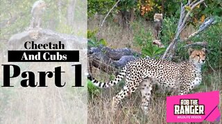 Cheetah and Cubs Part 1: Approaching Hyena