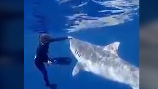 Barehanded encounter with massive Tiger Shark Caught on Camera 2023 - CR News
