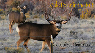 Mule Deer in the Rut (ep.2)