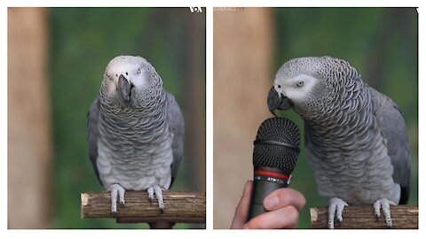 The talking parrot