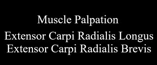 Muscle Palpation - Extensor Carpi Radialis Longus & Extensor Carpi Radialis Brevis