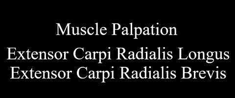 Muscle Palpation - Extensor Carpi Radialis Longus & Extensor Carpi Radialis Brevis