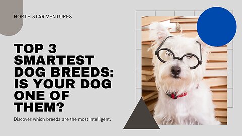 Canine Einsteins 🐶 The Top 3 Brainiest Dogs