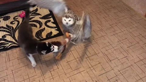 Husky and owl play tug-of-war with new toy