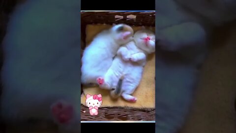 Cute cat sneeze in sleep !! #like #cute #shorts #catlover #support #youtube #sneeze #sleepmusic