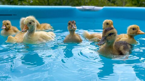 Cute Baby Ducklings in pool for the First Time!