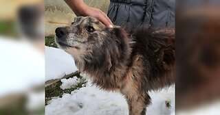 Dog Freed From Chain After 7 Years Gives Lots Of Love To People Who Saved Her