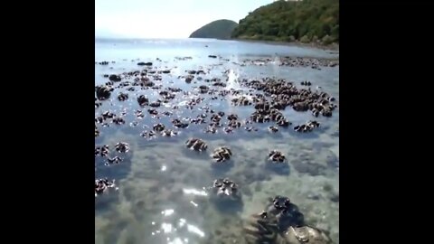 Giant clams, from the genus Tridacna, the largest living bivalve mollusks