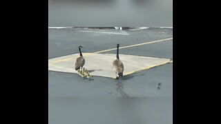 Taking the kids for a walk 🥰