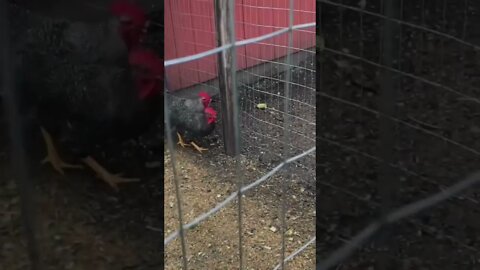 Rooster Problem... 🐓| Roosters On The Homestead || Process Them? Keep Them? or... #shorts