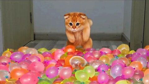 Funny cats vs water balloons challenge 😂