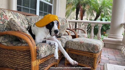 Rain Hat Wearing Great Dane Enjoys Watching Florida Thunderstorm