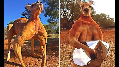 A Really Buff Kangaroo