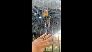 Colors parrot