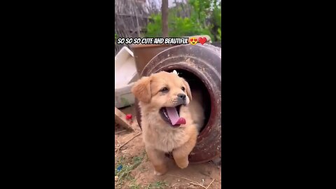 cute puppy enjoy with butterfly