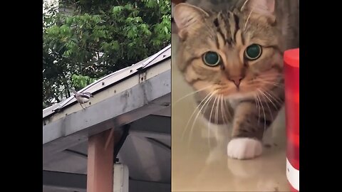 Kitty make friend with cute bird Mission
