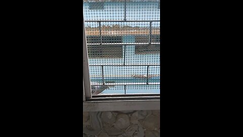 Slowmotion Video of Pigeons Eating