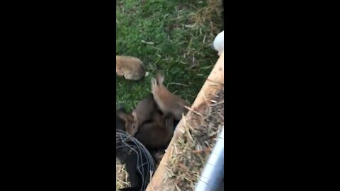 Bunnies on fresh grass