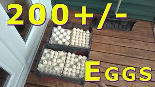 200+/- Duck Egg Food Bank Donation February 25, 2020