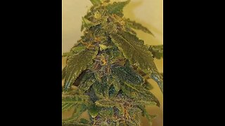 Autoflower Cannabis - Growing Autoflower Cannabis:Drawback & Advantages