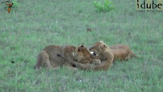 Lion Pride Interaction - Cubs at Play