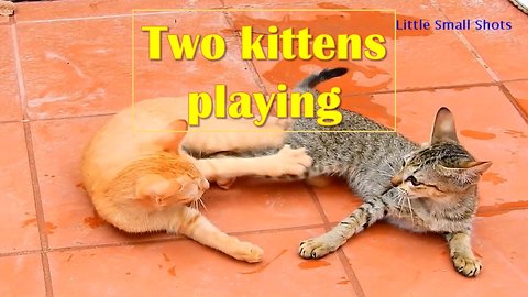 little small shots: two ketten playing together nice play!