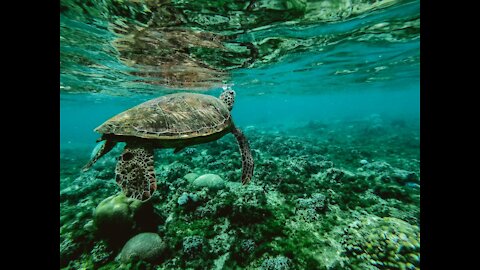The life of a turtle in the water is very wonderful