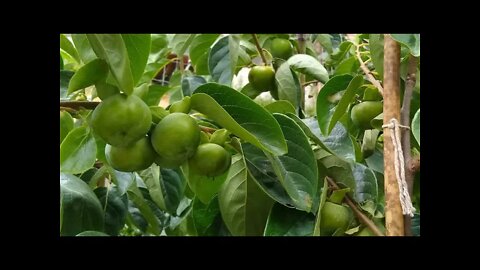 promoção de frutíferas produzindo caqui dovialis doce atemoia cajá Araçá manga carambola calabura