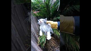Kittens Rescued During Storm