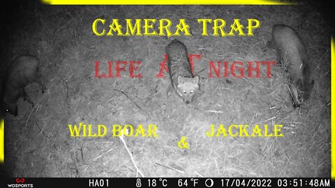 Last Night camera trap | In the dark #TrailCamera #NightVideo #GoldenJackal #Life-with-wildlife