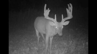 Huge Buck in Velvet Shows Up on Trail Camera #shorts