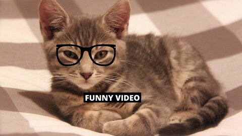 Funny cat compilation - Cats are so funny you will die laughing.