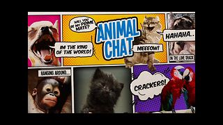 Animal Chat - Episode One