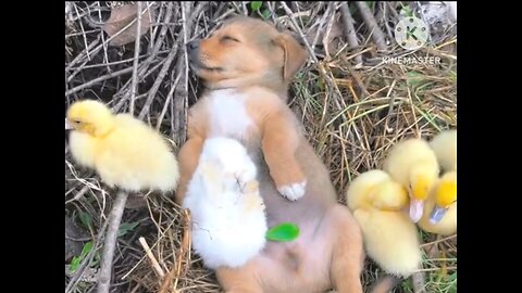 Puppy, Bunny, and Baby Geese☝️😍