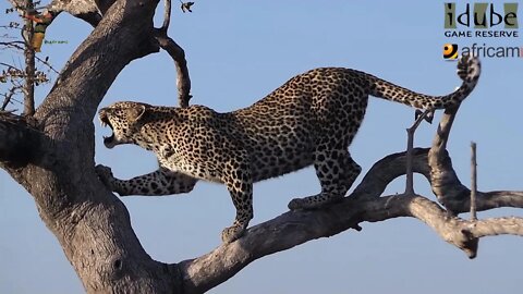 Tassleberry Female Leopard Is Not Shy