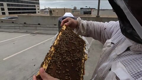 Beekeeper supplies local honey to Hilton’s Chop House