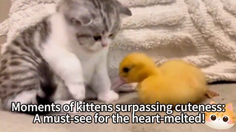 Moments of kittens surpassing cuteness: A must-see for the heart-melted!