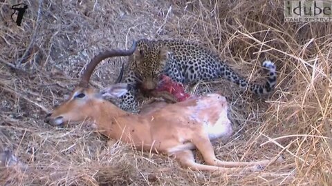 Little Leopard Cub Eats Huge Male Impala