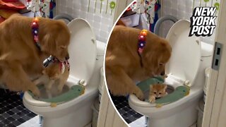 Adora-bowl! Jealous dog drops cat into toilet