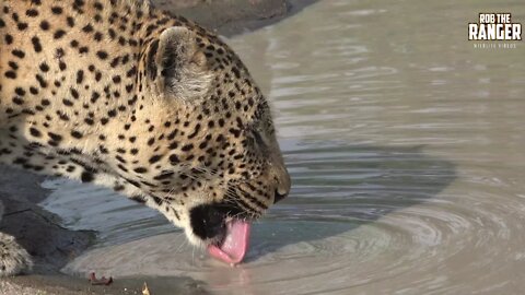Thirsty Male Leopard Comes To Drink At South African Waterhole